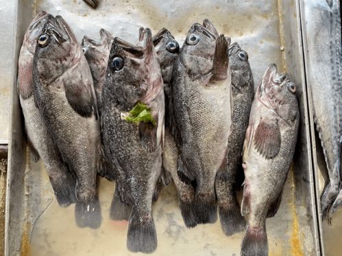 中秋临近 蓬莱人常吃的海鲜什么价了 小编探访码头 市场