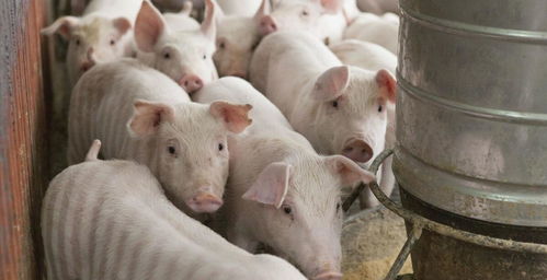 2021.6.2 明天猪价 养殖户已经入了 绝境 未来2 3日,最新猪价